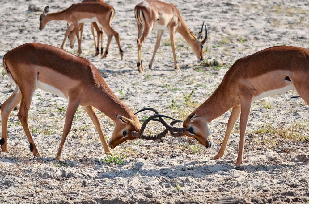 Combat d'impalas à Chobe.