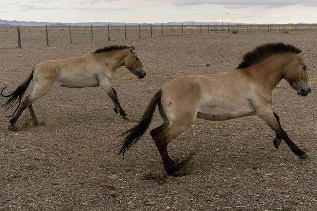 Le périple des chevaux de Przewalski vers la Mongolie, leur terre d'origine