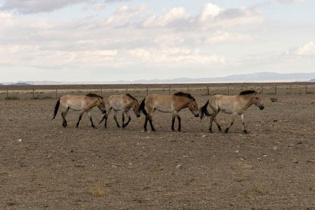 Le périple des chevaux de Przewalski vers la Mongolie, leur terre d'origine