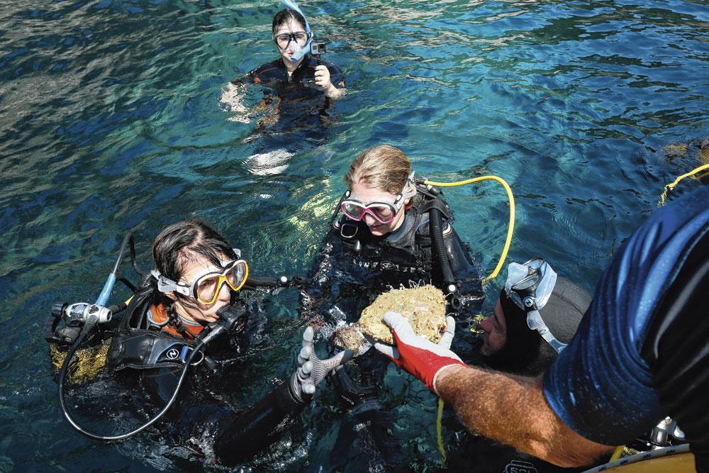 Avec les sauveteurs de corail, en mer et en labo (Reportage)