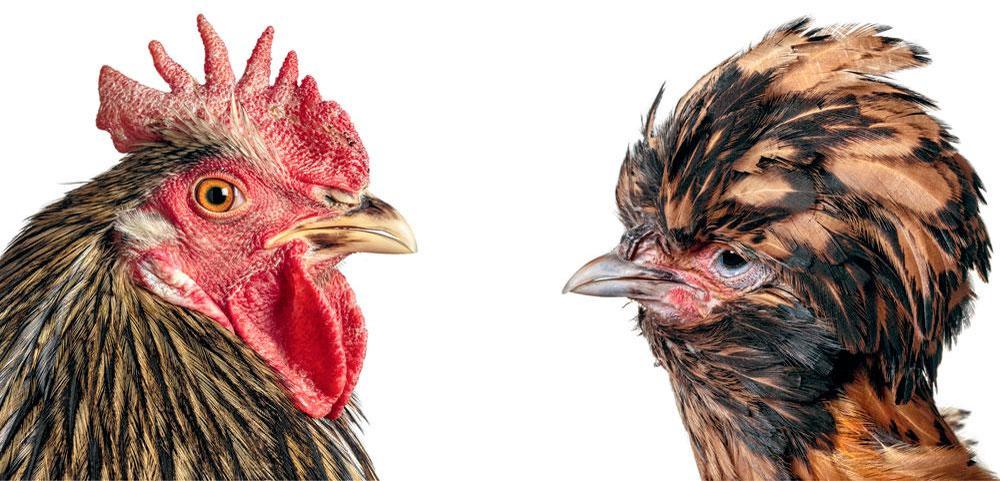 Mechelse Padovana, la 23e génération des poules cosmopolites, un projet de Koen Vanmechelen.