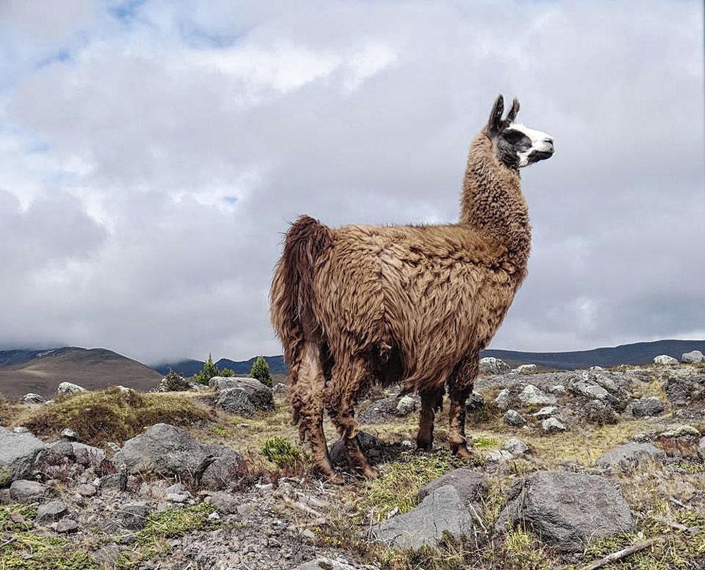 Le lama est domestiqué pour sa laine.