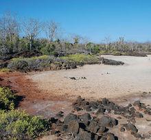 Aux Galapagos, les plages se partagent avec toute la faune locale.