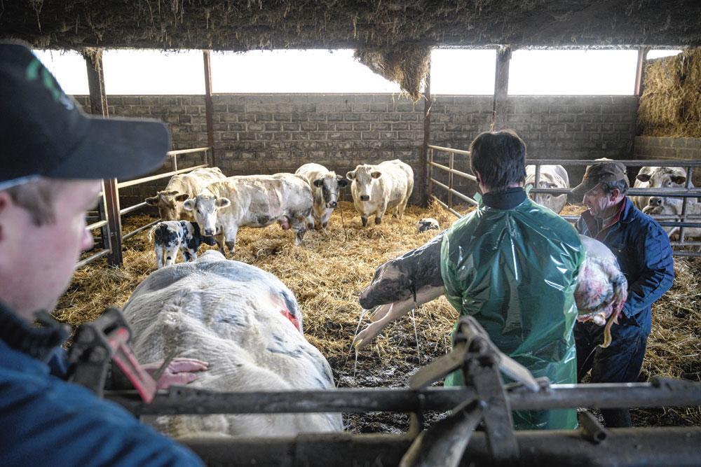Naissance d'un veau Blanc bleu par césarienne. Durant cette opération, la vache est debout pour des raisons d'hygiène et de facilité tant pour l'animal que pour le vétérinaire.