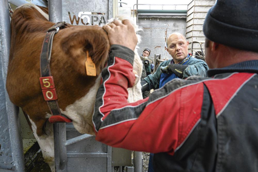 Avec sa cage de traitement, Benoît passe en revue les pattes d'une septantaine de vaches. Plus qu'un soin, c'est un acte préventif car de nombreux problèmes de troupeau peuvent être détectés lors du parage.