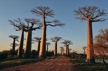 Sérénité d'un instant à l'entrée de l'allée des baobabs.