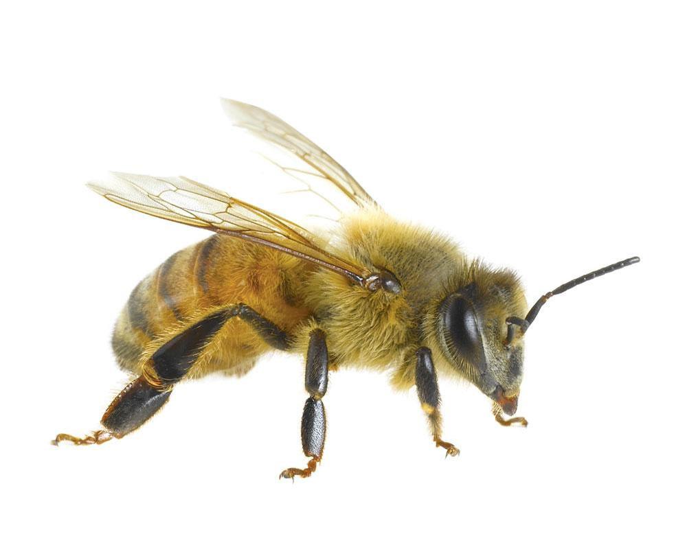 Et si... les abeilles disparaissaient ?