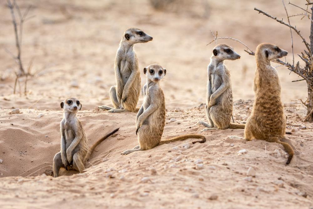 Un groupe de suricates