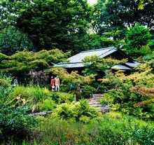 Le jardin de Nezu, l'un des plus beaux de Tokyo.