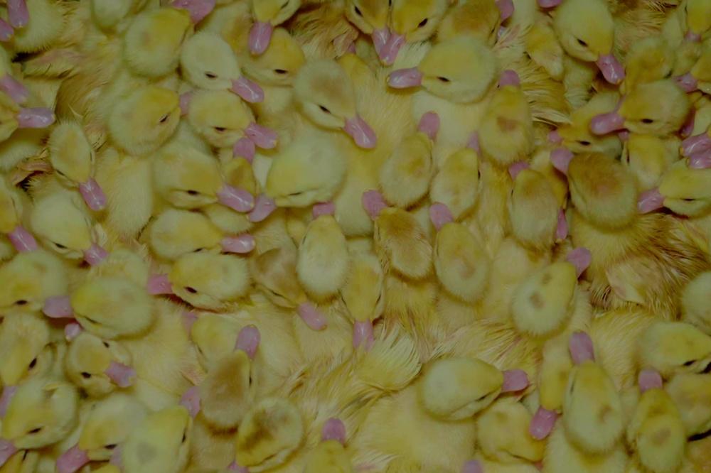Le foie gras, produit adoré et conspué