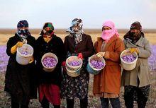 L'Iran en quête de reconnaissance pour son trésor national, le safran, épice la plus chère au monde
