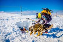 Exercice avec le chien d'avalanche à Risoul