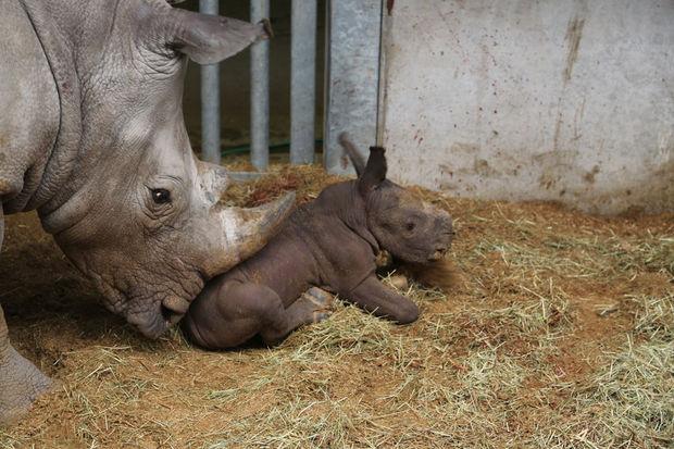 Pairi Daiza: Naissance d'un bébé rhinocéros blanc baptisé Sethemba