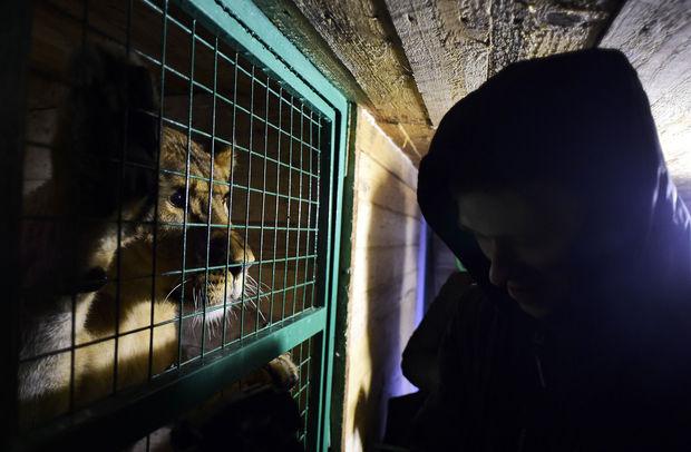 À Saint-Pétersbourg, un refuge pour animaux sauvages pallie les carences de l'État russe