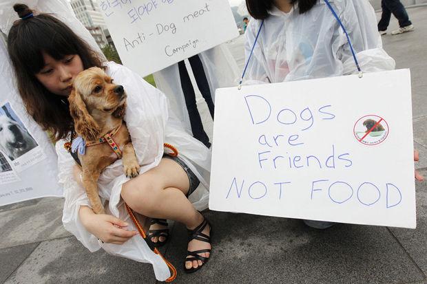 Sale temps pour les producteurs de viande de chien en Corée du Sud