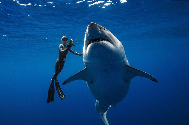 Des plongeurs nagent avec une femelle requin blanc au large d'Hawaï (photos + vidéo)