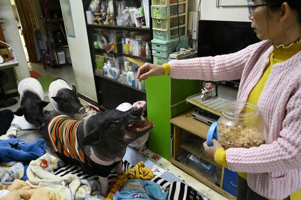 Tout est bon dans le cochon: histoire d'une Taïwanaise aux quatre gorets de compagnie