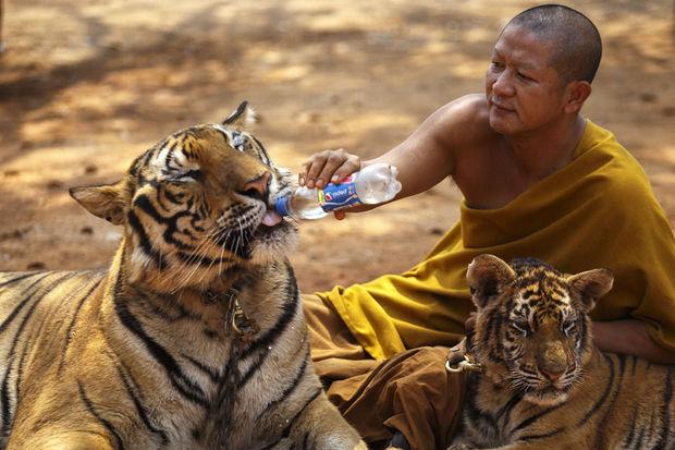 L'un des pensioonaires du Temple des tigres (Wat Pha Luang Ta Bua) en Thaïlande