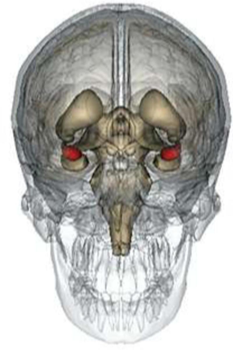 L'amygdale est une partie du cerveau qui doit son nom à sa forme qui rappelle celle d'une amande. Comme pour la plupart des structures de notre cerveau, les amygdales existent en double. Elles sont situées tout près de l'hippocampe, dans la partie frontale du lobe temporal.