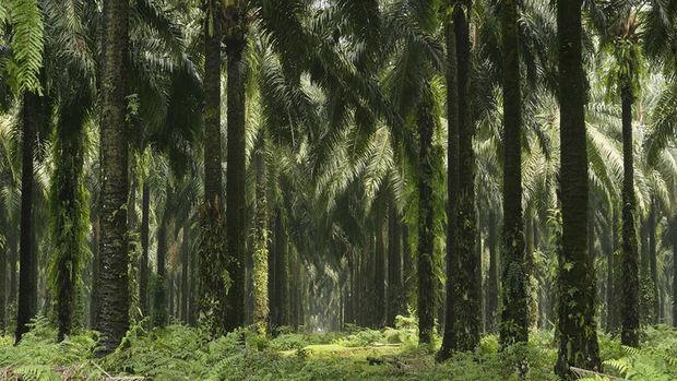 Forêt d'où est issue l'huile de palme