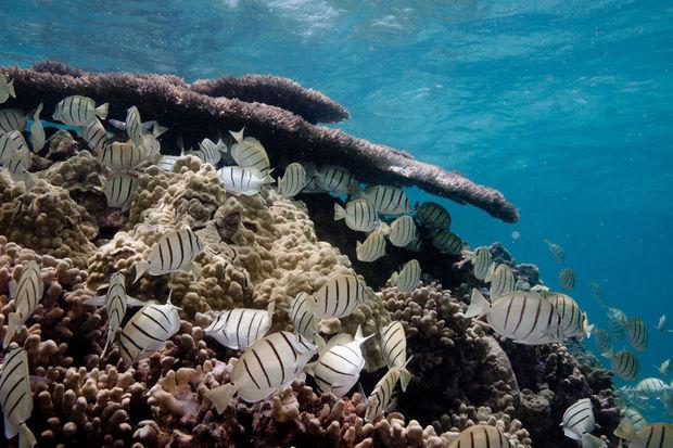 Corail noir quadrimillénaire de la réserve de Papahanaumokuakea à Hawaii