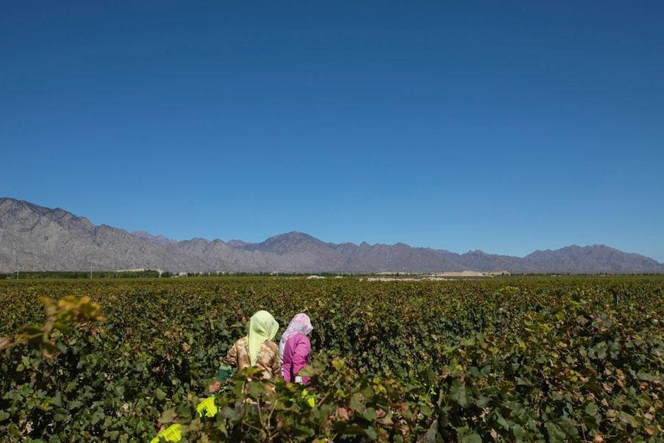 Les ouvrières récoltent les raisins dans l'un des plus grands vignobles de la contrée. Grâce à son altitude élevée, son sol aride et son temps frais et sec, le Ningxia est idéal pour ce type de culture.