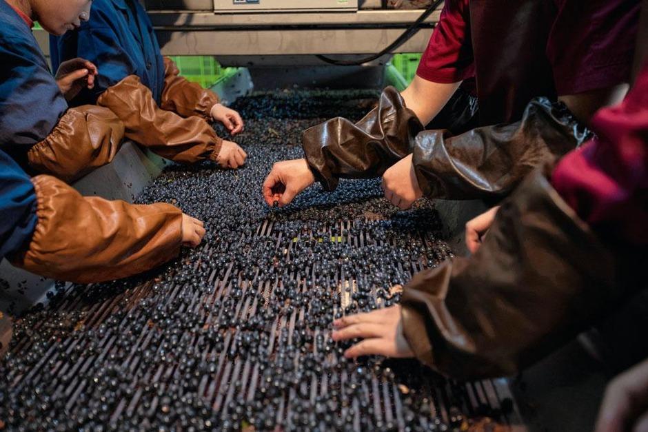 Des travailleurs trient les grains de raisin au vignoble Helan Qingxue. Le cabernet sauvignon est la variété la plus populaire.