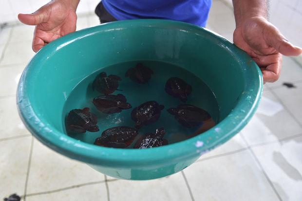 Retour à la liberté pour des tortues de mer, au large de Sumatra