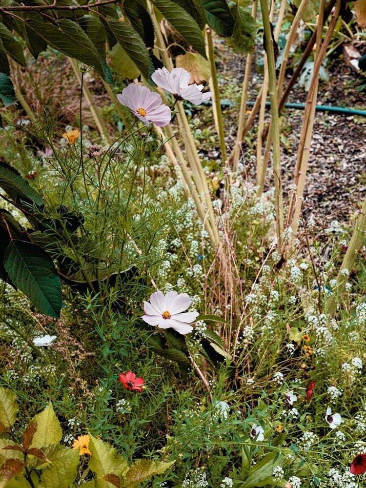 Un savant mix d'espèces permet au jardin d'être fleuri toute l'année.