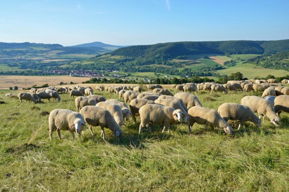 Moutons du Rhön