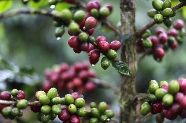 Plants de café