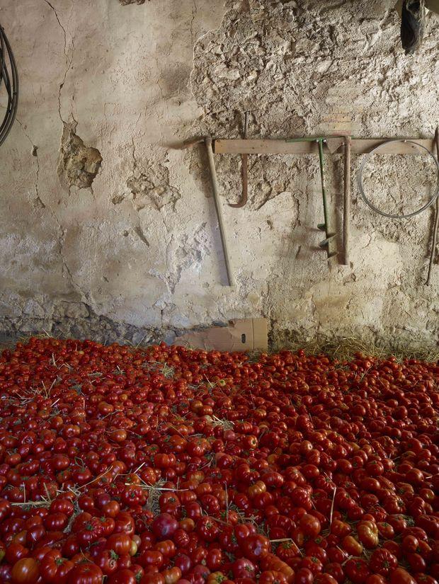 Pour une passata de grande qualité: des tomates d'une variété locale, Riccio, cultivée sans irrigation.