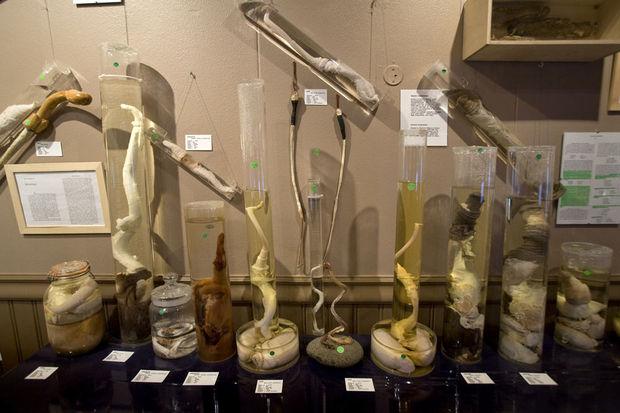 Le musée du phallus de Reykjavik, sanctuaire du pénis sous toutes ses formes