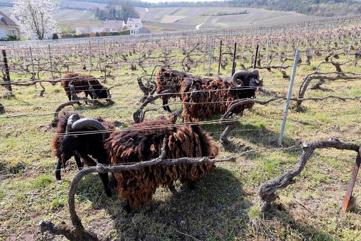 Les moutons d'Ouessant, une méthode de tonte 100 % écolo en Champagne