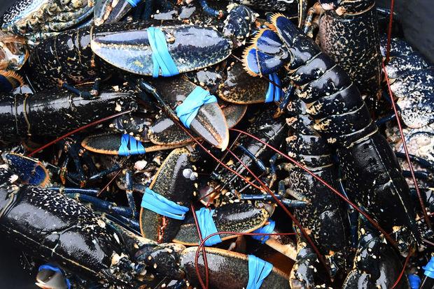 Le homard bleu : Roi des fêtes, fierté des pêcheurs bretons et fruit d'une pêche durable