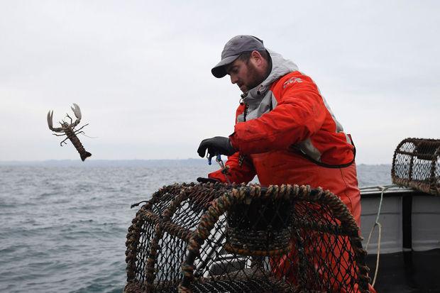 Le homard bleu : Roi des fêtes, fierté des pêcheurs bretons et fruit d'une pêche durable
