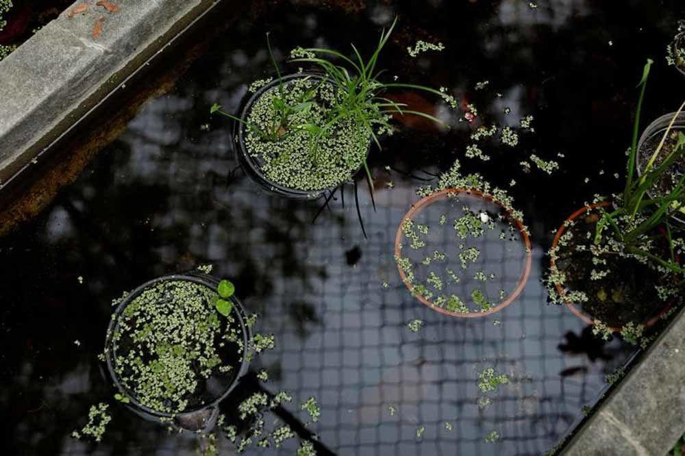 Privé d'eau, le jardin botanique de Caracas se meurt (en images)