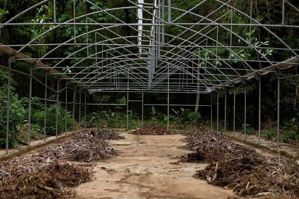 Privé d'eau, le jardin botanique de Caracas se meurt (en images)