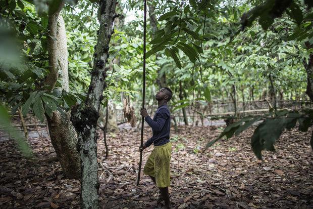 Madagascar, paradis du cacao... aux marges choc