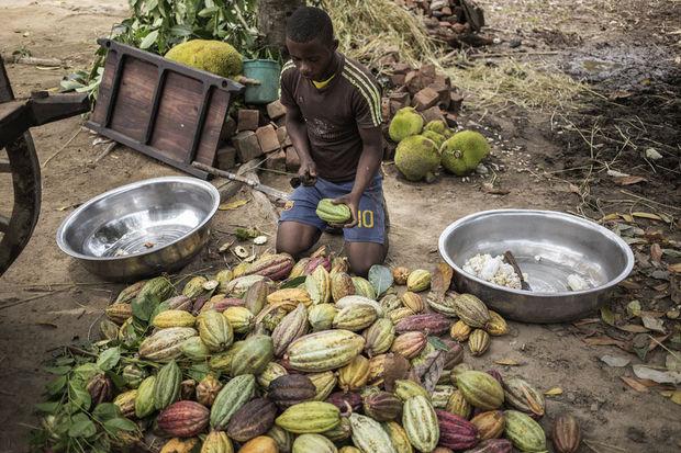 Madagascar, paradis du cacao... aux marges choc