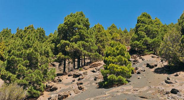 Forêt de pins canariens sur les hauteurs d'El Hierro.