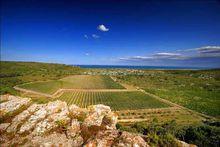Le Languedoc, une terre d'arômes