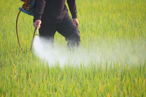 Dans la région du Punjab, à la frontière de l'Inde et du Pakistan, les cultivateurs de riz basmati utilisent énormément de pesticides.