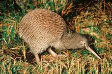 Symbole du pays et particulièrement menacé, le kiwi ne sort que la nuit.
