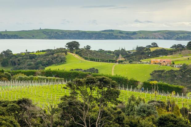 L'île de Waiheke dans la baie d'Auckland, célèbre pour ses vignobles et ses villas de milliardaires.