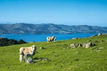 La péninsule d'Otago et sa baie qui abrite Dunedin.