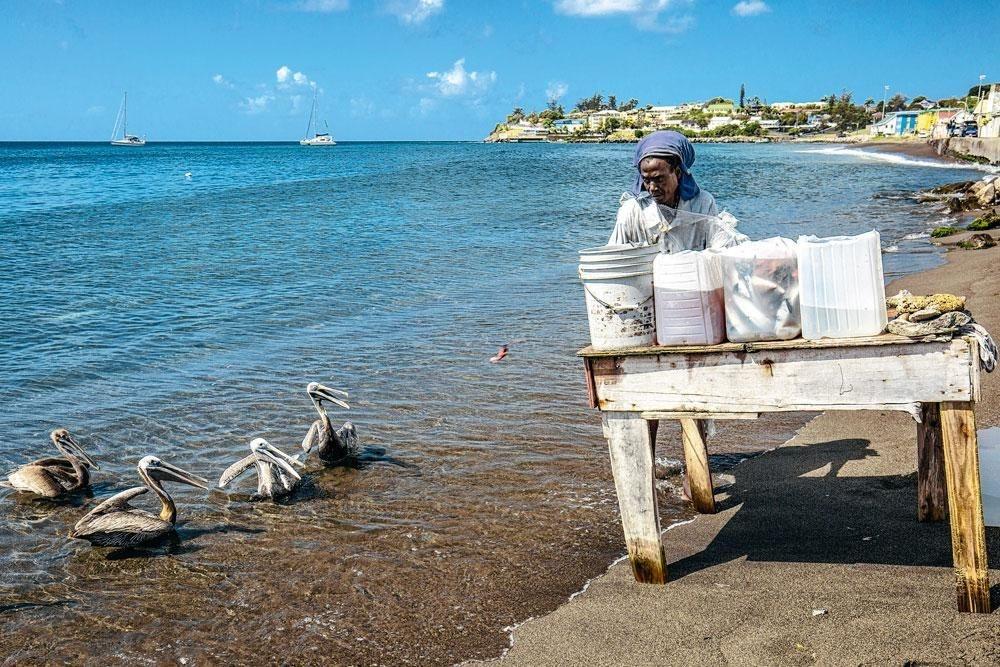 Un pêcheur nettoie son poisson sur une plage de Saint-Kitts.