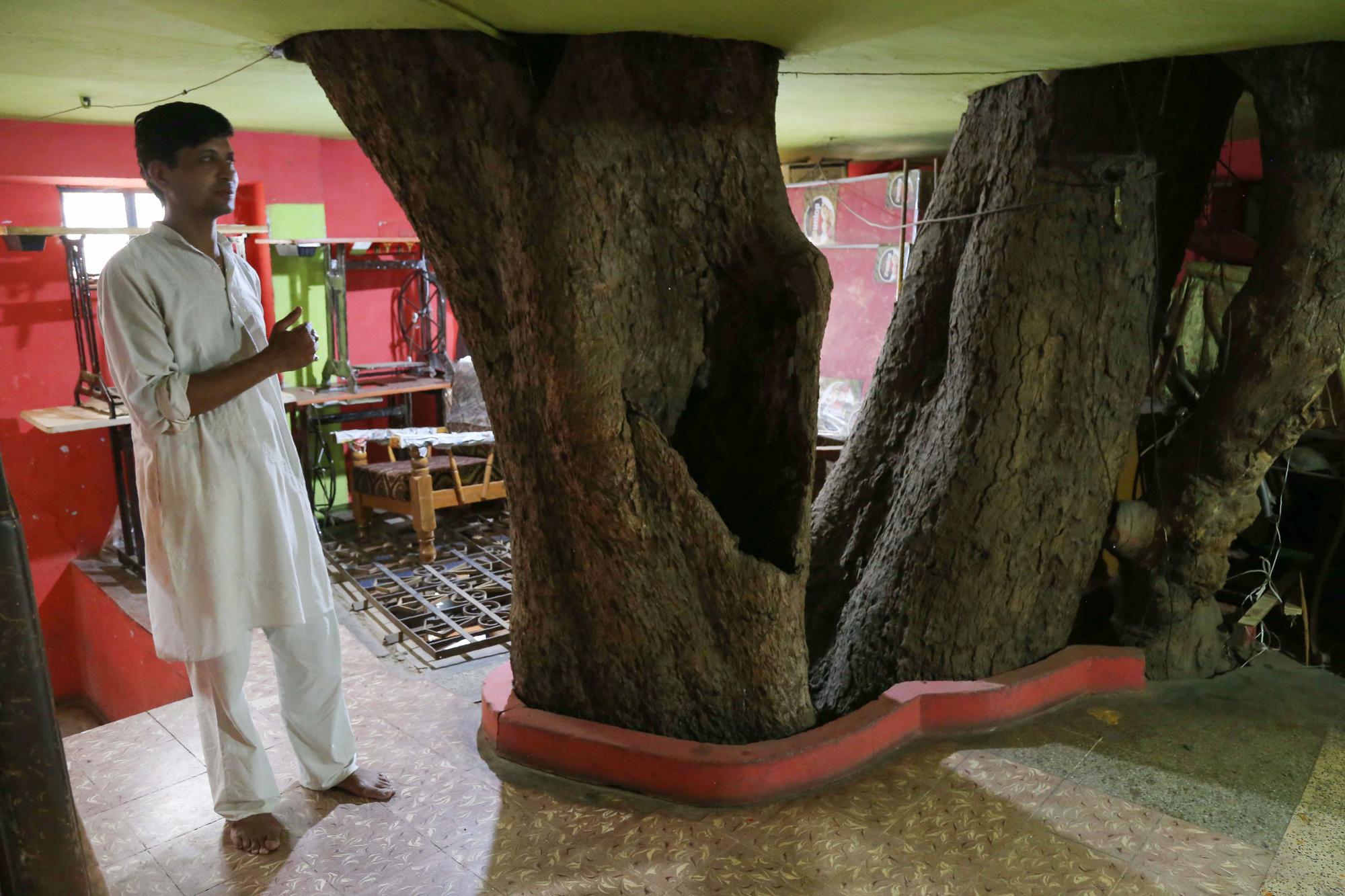 En Inde, une maison construite autour d'un arbre sacré