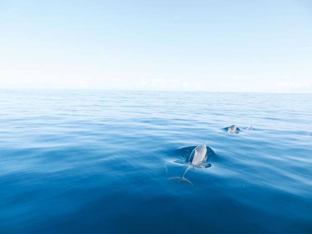 Au large, les dauphins se baignent par dizaines.