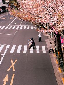 Le temps des sakura est venu au Japon
